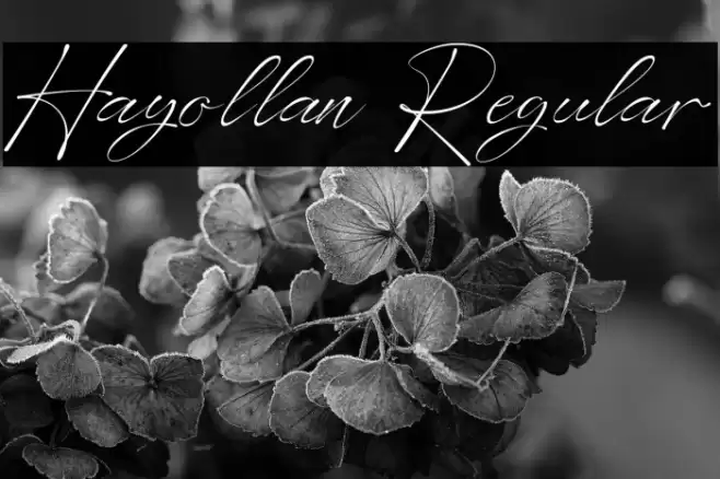 Hayollan Regular फ़ॉन्ट examples