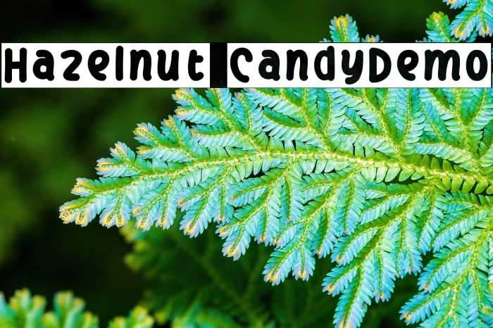 Hazelnut CandyDemo Schriftart examples
