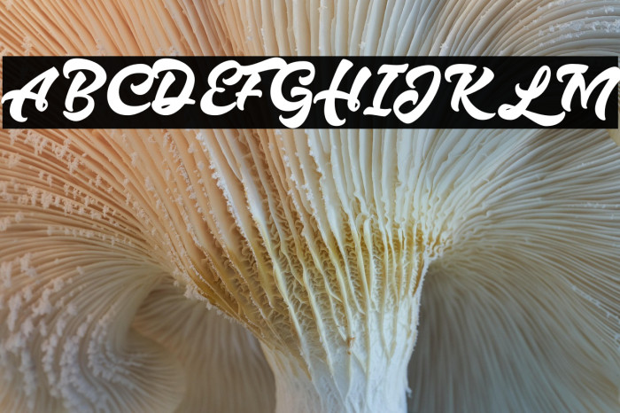 Hazzard Personal Use Regular Example 3