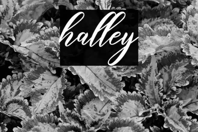 halley Font examples