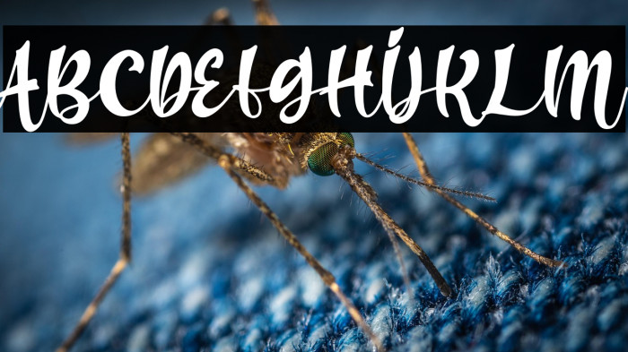 harry sunday - Personal Use Example 3