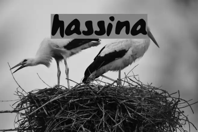 hassina Font examples