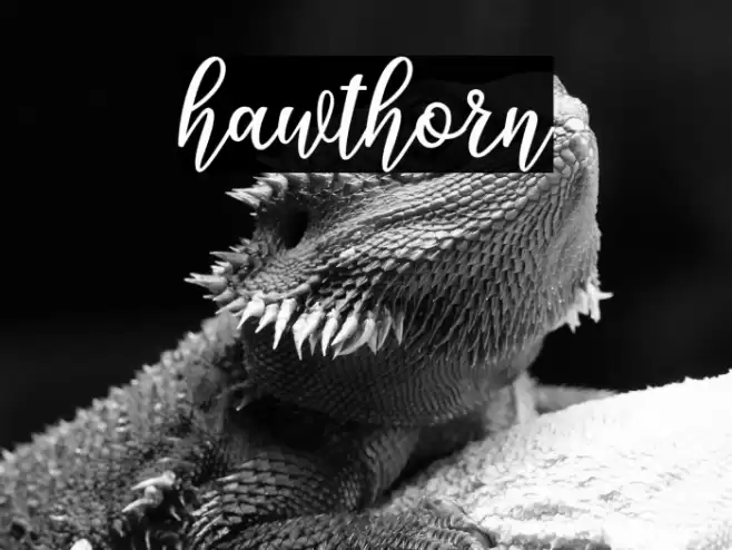 hawthorn Font examples