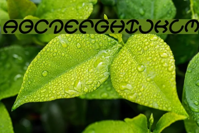 HEATHER THOMAS Bold Italic Example 2