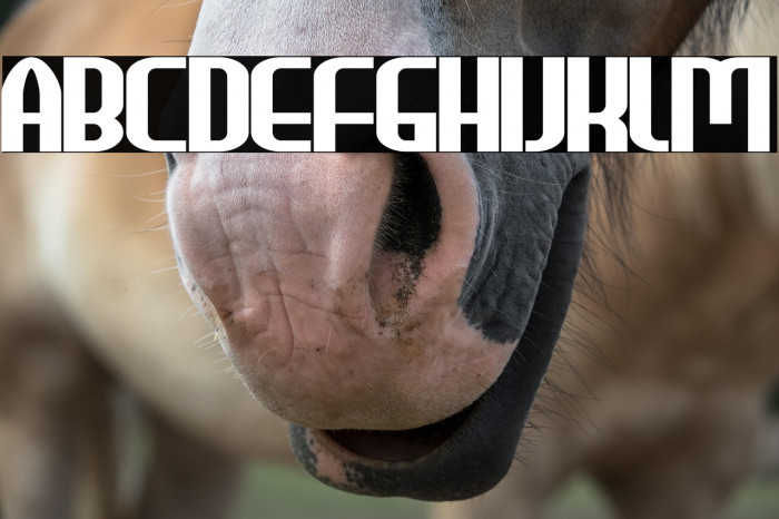 HEAVYwood Bold Example 2