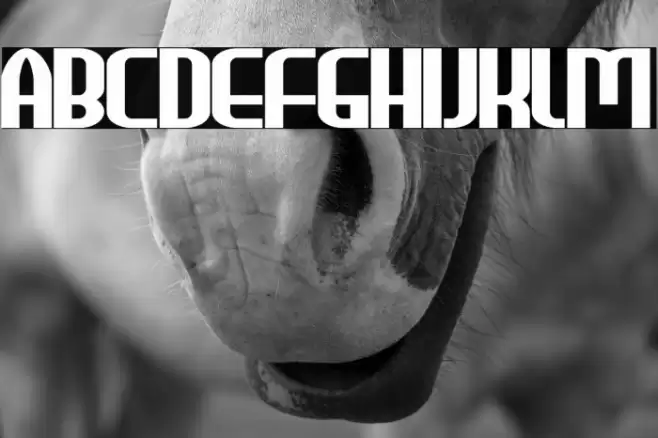 HEAVYwood Bold Font examples