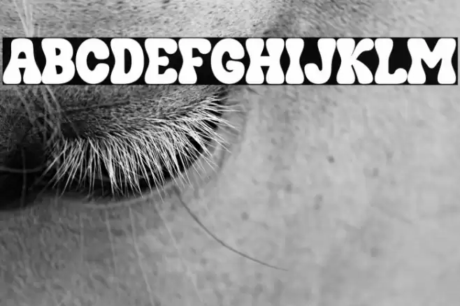 HENDRIX BUBBLE फ़ॉन्ट examples