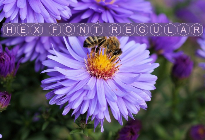 HEX Font Regular Шрифта examples
