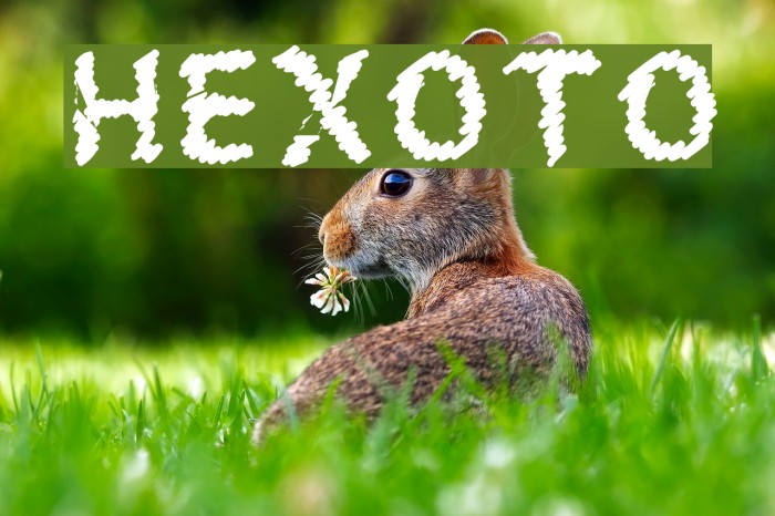 HEXOTO Fonte examples
