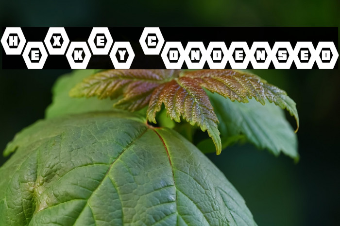 HeXkEy Condensed Example 3