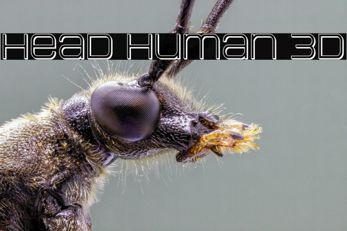 Head Human 3D Example 3