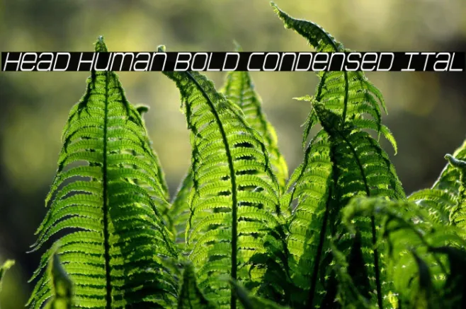 Head Human Bold Condensed Ital Example 3
