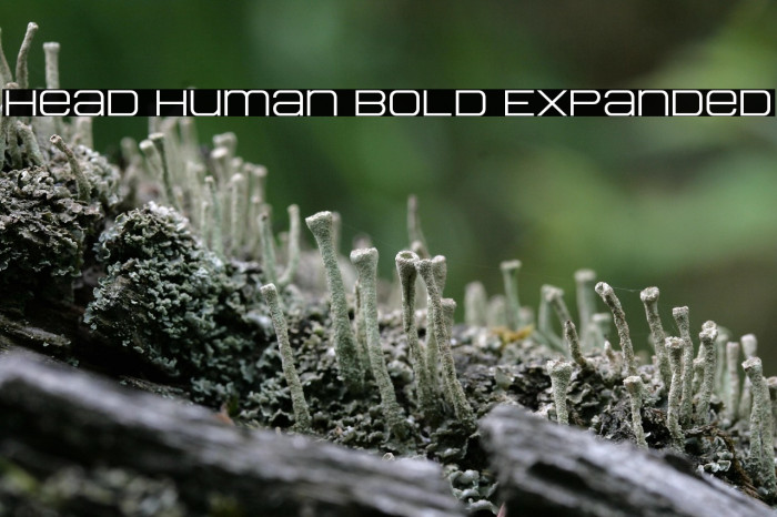 Head Human Bold Expanded Example 1