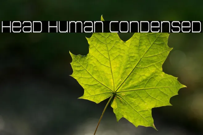 Head Human Condensed Example 1