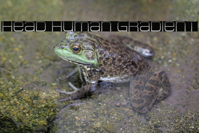 Head Human Gradient Example 1