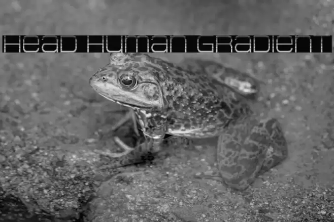 Head Human Gradient Font examples