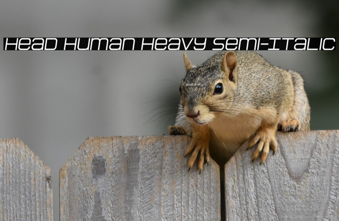 Head Human Heavy Semi-Italic Example 2