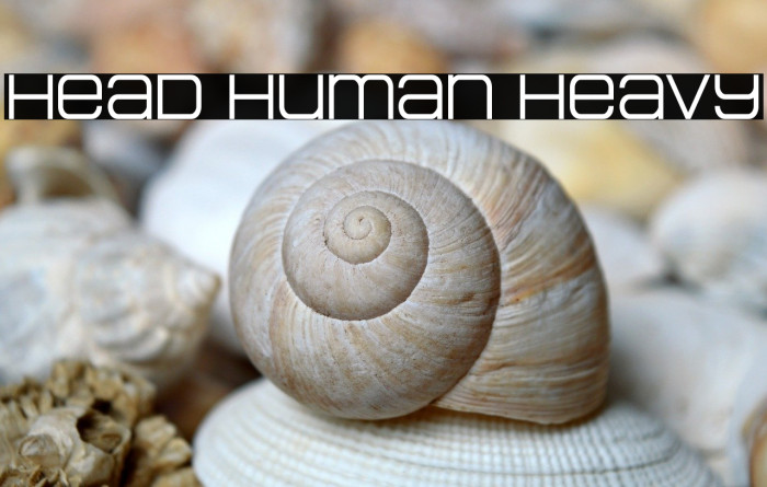 Head Human Heavy Example 2