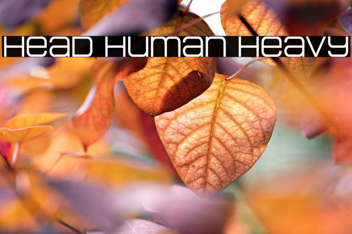 Head Human Heavy Example 3