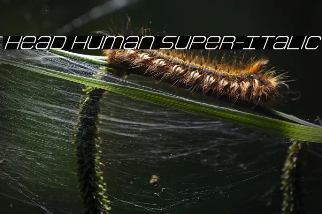 Head Human Super-Italic Example 1