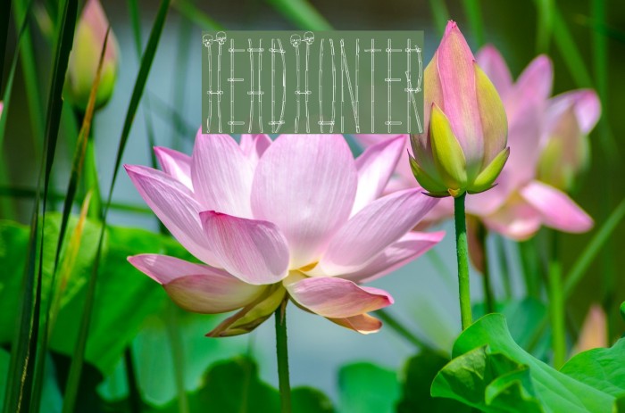 HeadHunter Example 2