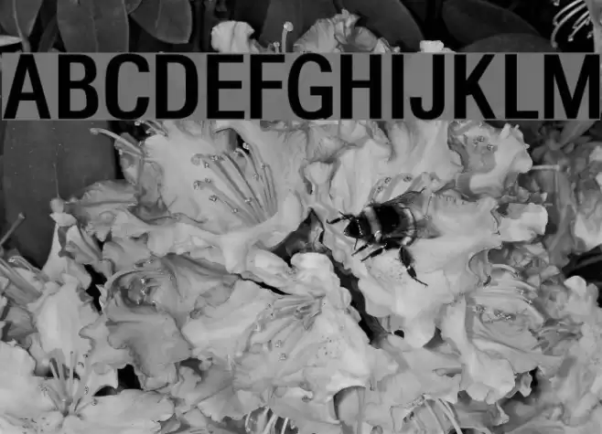 Headache Normal Font examples