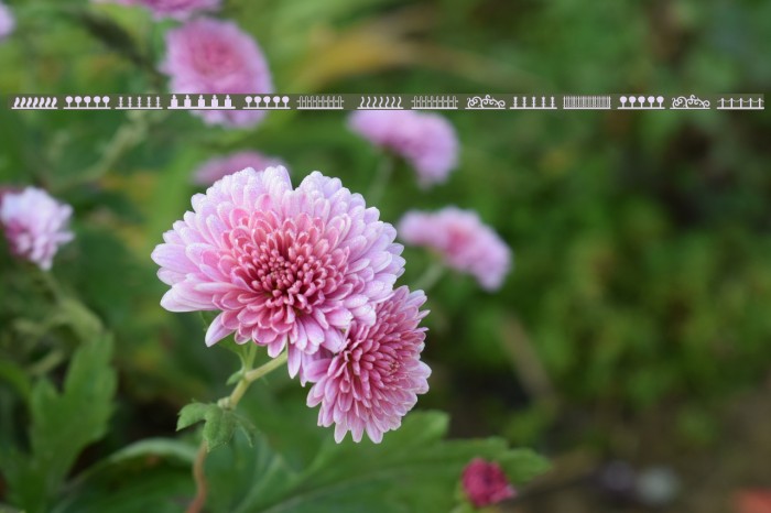 Header Ornament Example 2