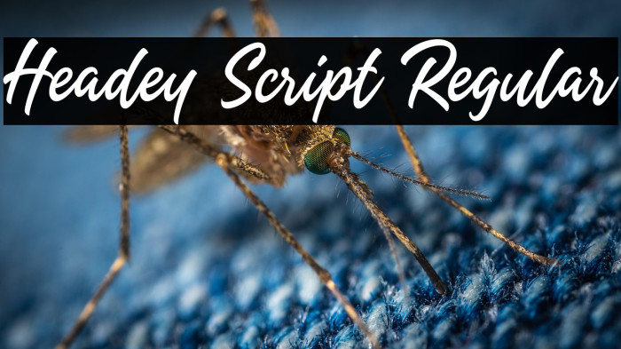 Headey Script Regular Example 2
