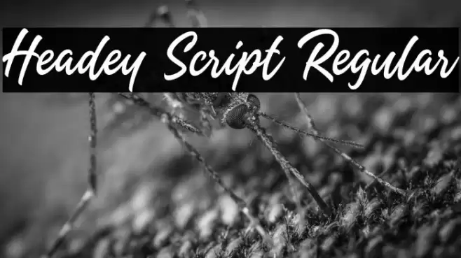 Headey Script Regular Font examples