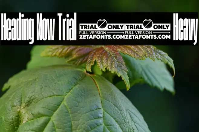 Heading Now Trial 08 Heavy Example 2