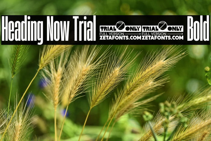Heading Now Trial 16 Bold Example 3