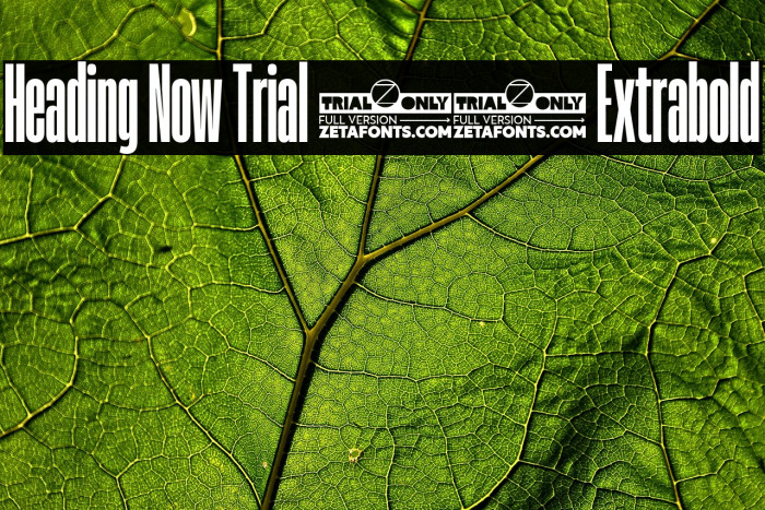 Heading Now Trial 17 Extrabold Example 3