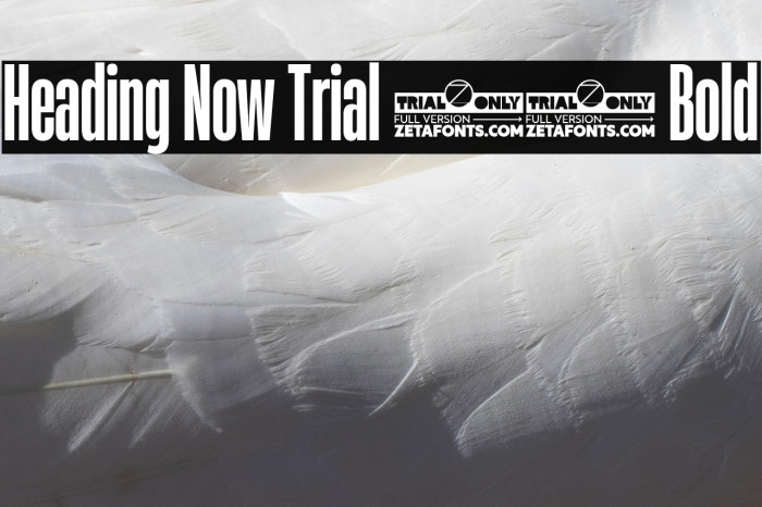 Heading Now Trial 26 Bold Example 2