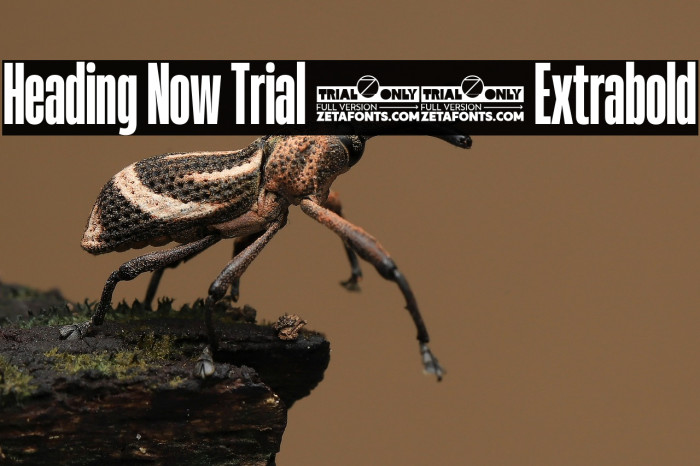 Heading Now Trial 27 Extrabold Example 1