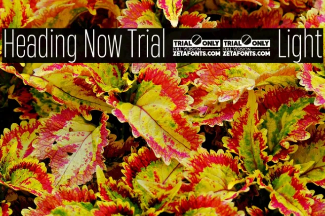 Heading Now Trial 32 Light Example 2