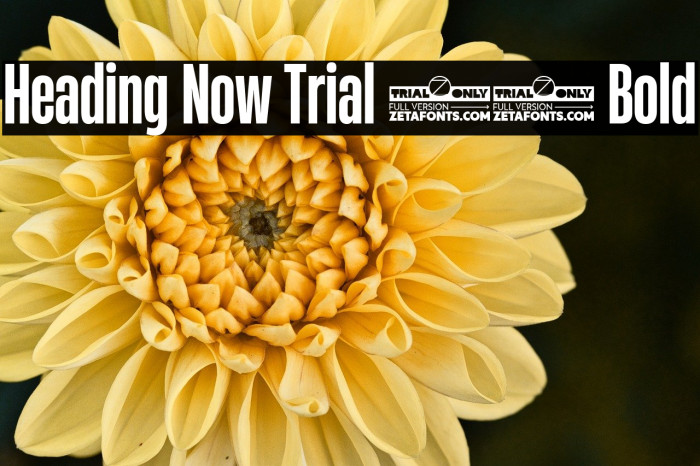 Heading Now Trial 36 Bold Example 1