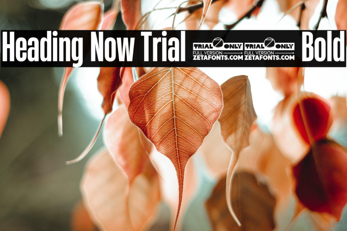 Heading Now Trial 36 Bold Example 3