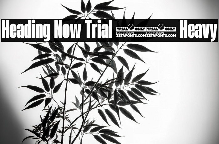 Heading Now Trial 38 Heavy Example 1