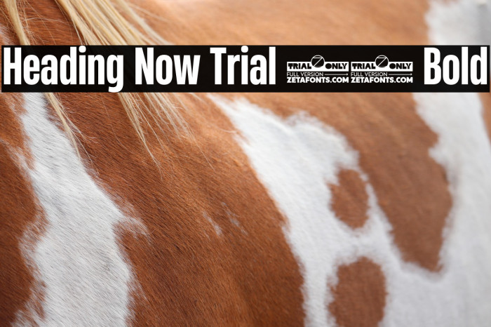 Heading Now Trial 46 Bold Example 2