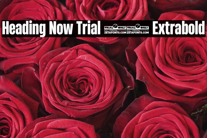 Heading Now Trial 47 Extrabold Example 2