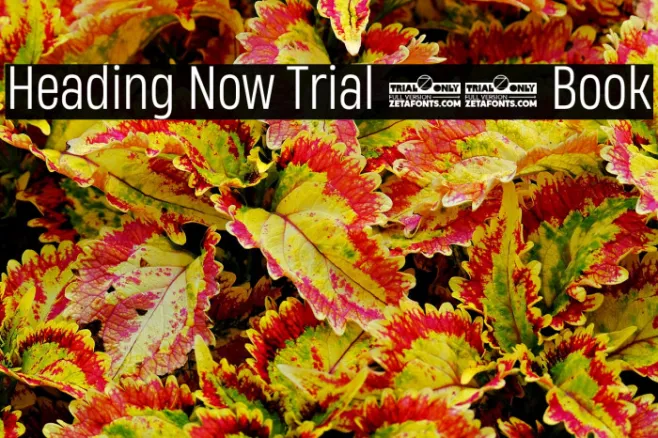 Heading Now Trial 53 Book Example 2