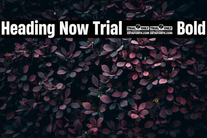 Heading Now Trial 56 Bold Example 1