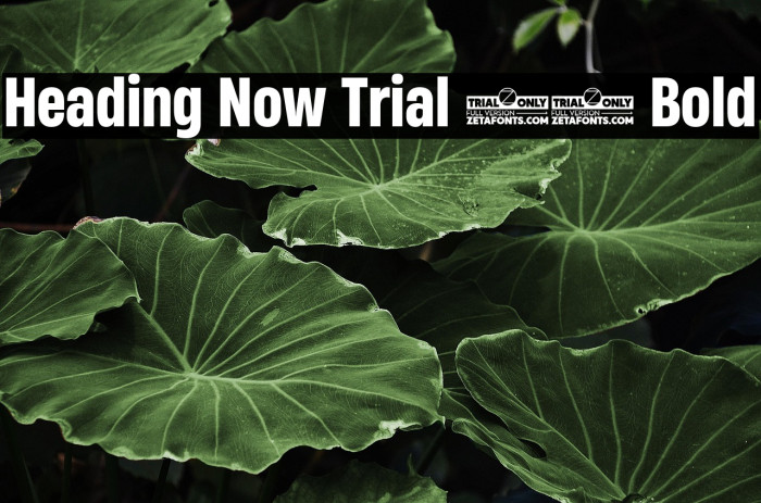 Heading Now Trial 56 Bold Example 3