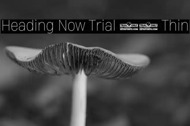 Heading Now Trial 61 Thin Font examples