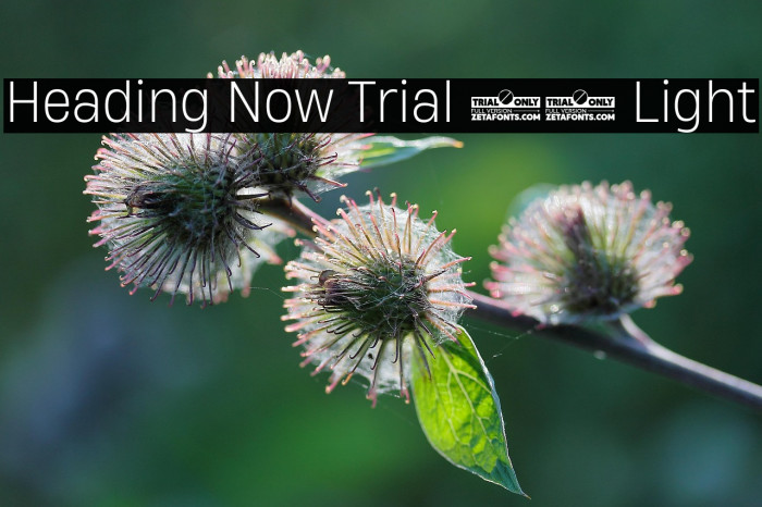 Heading Now Trial 62 Light Example 3