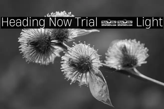 Heading Now Trial 62 Light Font examples
