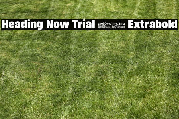 Heading Now Trial 67 Extrabold Example 3