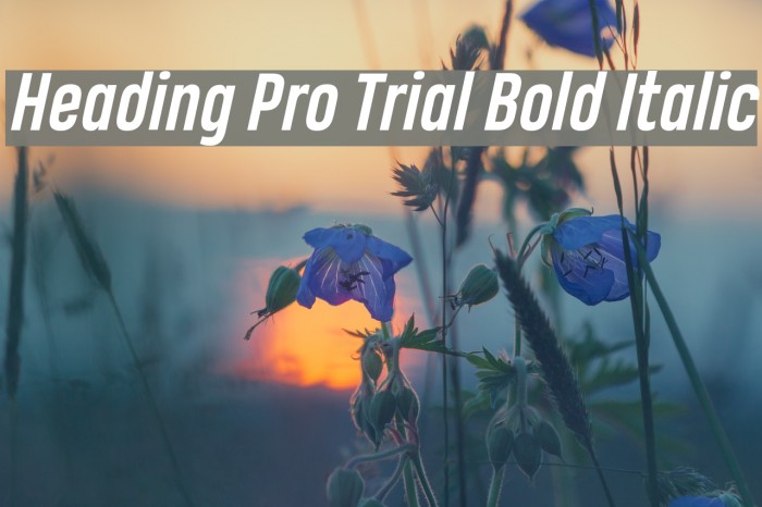 Heading Pro Trial Bold Italic Font examples