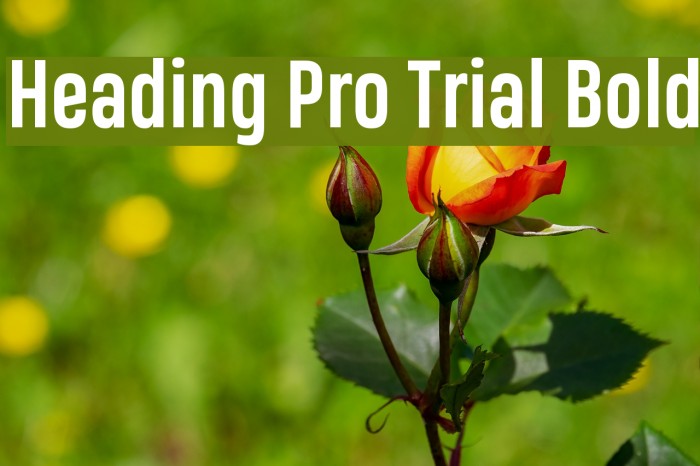 Heading Pro Trial Bold Font examples