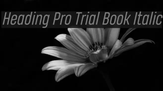 Heading Pro Trial Book Italic Font examples